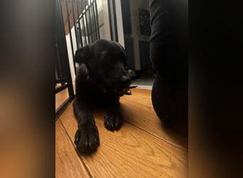 Nova sucht ihr Glück