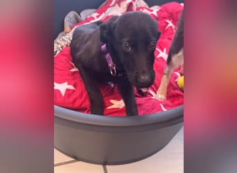 Nova sucht ihr Glück