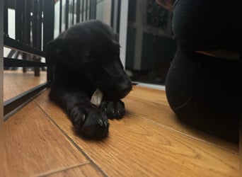 Nova sucht ihr Glück