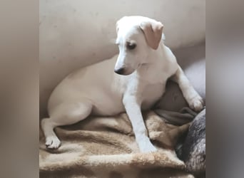 Ambra, a.d.Tierschutz, sucht Happy-Home