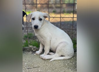 Ambra, a.d.Tierschutz, sucht Happy-Home