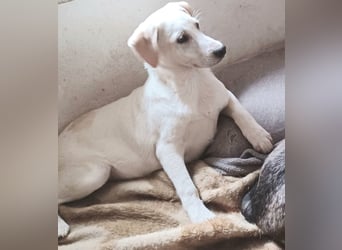 Ambra, a.d.Tierschutz, sucht Happy-Home