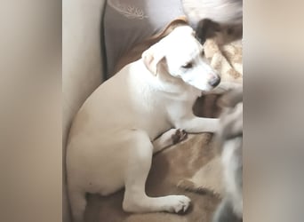 Ambra, a.d.Tierschutz, sucht Happy-Home