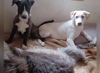 Ambra, a.d.Tierschutz, sucht Happy-Home