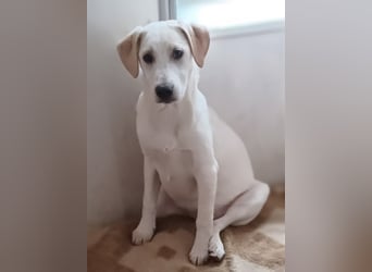 Ambra, a.d.Tierschutz, sucht Happy-Home