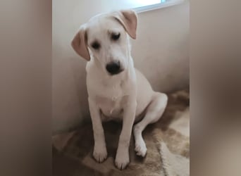 Ambra, a.d.Tierschutz, sucht Happy-Home