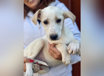 Ambra, a.d.Tierschutz, sucht Happy-Home