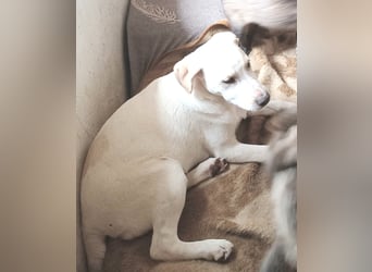 Ambra, a.d.Tierschutz, sucht Happy-Home