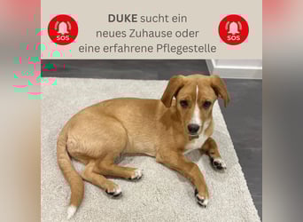 Duke - Notfall Zuhause/Pflegestelle gesucht