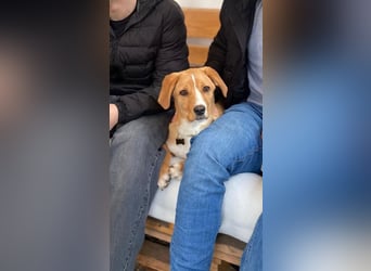 Duke - Notfall Zuhause/Pflegestelle gesucht