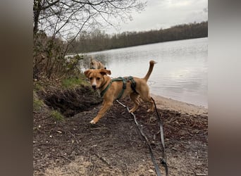 Duke wartet in 41379 Brüggen