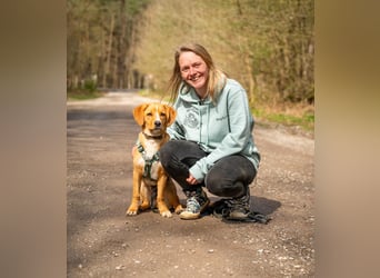 Duke wartet in 41379 Brüggen