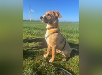 Duke wartet in 41379 Brüggen