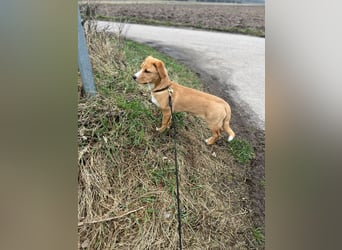 Duke - Notfall Zuhause/Pflegestelle gesucht