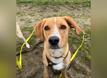 Duke wartet in 41379 Brüggen