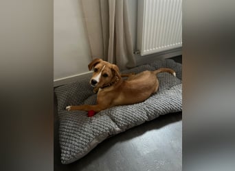Duke - Notfall Zuhause/Pflegestelle gesucht
