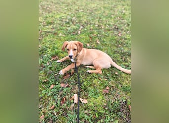 Duke - Notfall Zuhause/Pflegestelle gesucht