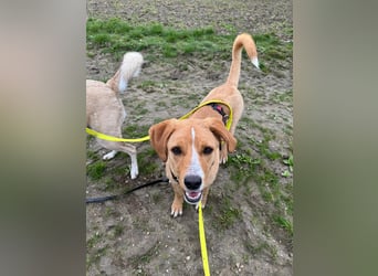 Duke wartet in 41379 Brüggen