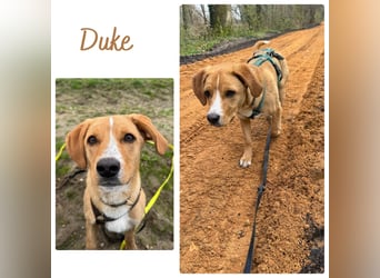 Duke wartet in 41379 Brüggen