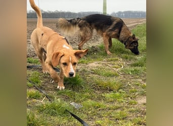 Duke wartet in 41379 Brüggen