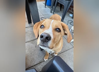 Duke wartet in 41379 Brüggen