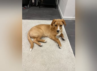 Duke - Notfall Zuhause/Pflegestelle gesucht