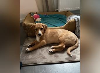 Duke - Notfall Zuhause/Pflegestelle gesucht