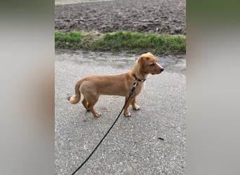 Duke - Notfall Zuhause/Pflegestelle gesucht