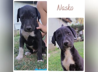 Nasko