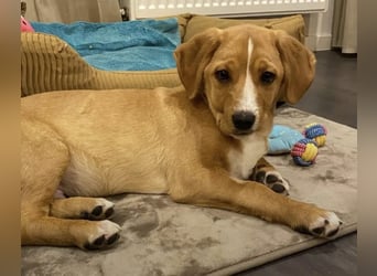 Duke - Notfall Zuhause/Pflegestelle gesucht