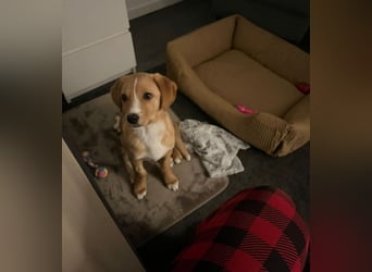 Duke - Notfall Zuhause/Pflegestelle gesucht