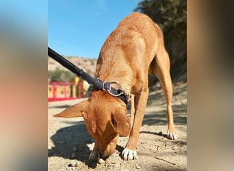 Arlo - Mix Rüde - lernwillig, freundlich, verschmust