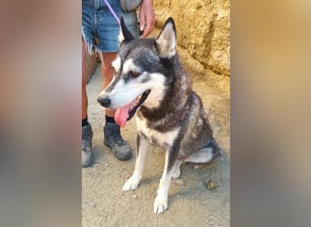 Mirari - Husky-Mix Hündin - bewegungsfreudig, offen, zutraulich
