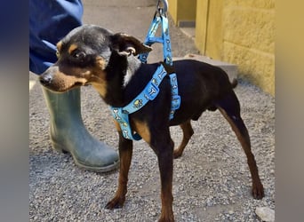 Cooper  verschmust, zutraulich und lernwillig