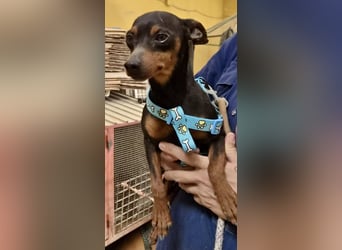 Cooper  verschmust, zutraulich und lernwillig