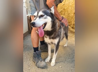 Mirari - Husky-Mix Hündin - bewegungsfreudig, offen, zutraulich