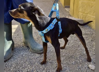 Cooper  verschmust, zutraulich und lernwillig