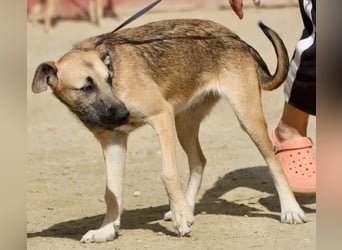 Nata, verschmust,liebevoll und familiengeeignet