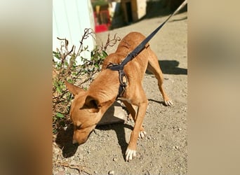 Arlo - Mix Rüde - lernwillig, freundlich, verschmust