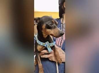 Cooper  verschmust, zutraulich und lernwillig