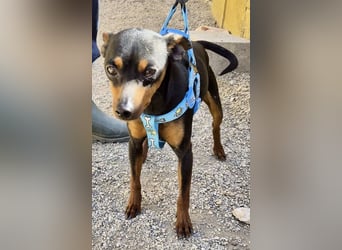 Cooper  verschmust, zutraulich und lernwillig