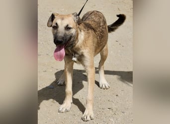 Nata, verschmust,liebevoll und familiengeeignet