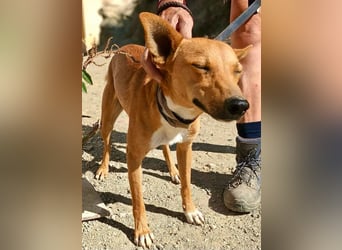 Arlo - Mix Rüde - lernwillig, freundlich, verschmust