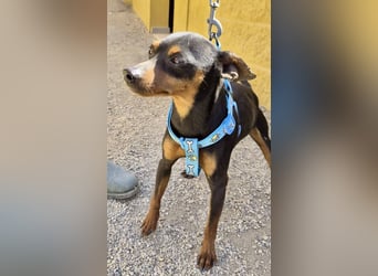 Cooper  verschmust, zutraulich und lernwillig