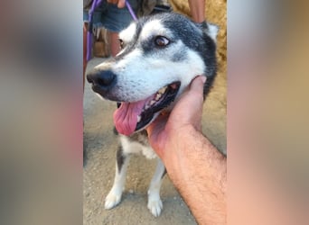 Mirari - Husky-Mix Hündin - bewegungsfreudig, offen, zutraulich