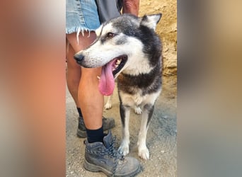 Mirari - Husky-Mix Hündin - bewegungsfreudig, offen, zutraulich