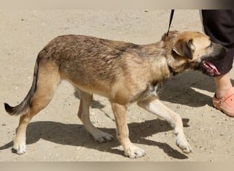 Nata, verschmust,liebevoll und familiengeeignet