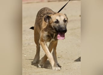 Nata, verschmust,liebevoll und familiengeeignet