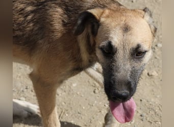 Nata, verschmust,liebevoll und familiengeeignet