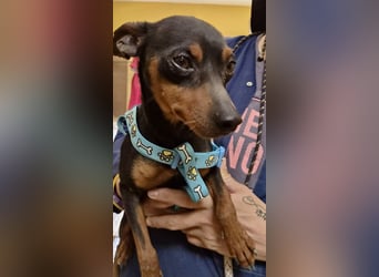 Cooper  verschmust, zutraulich und lernwillig